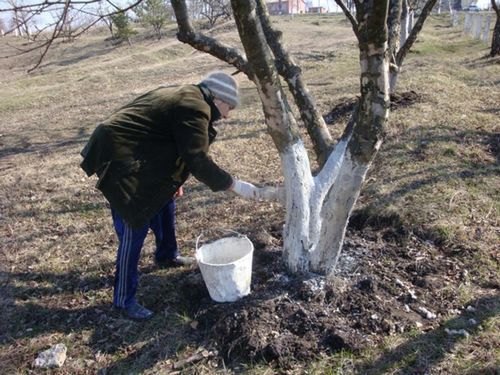 побелка, осенняя побелка деревьев, рецепты побелки деревьев