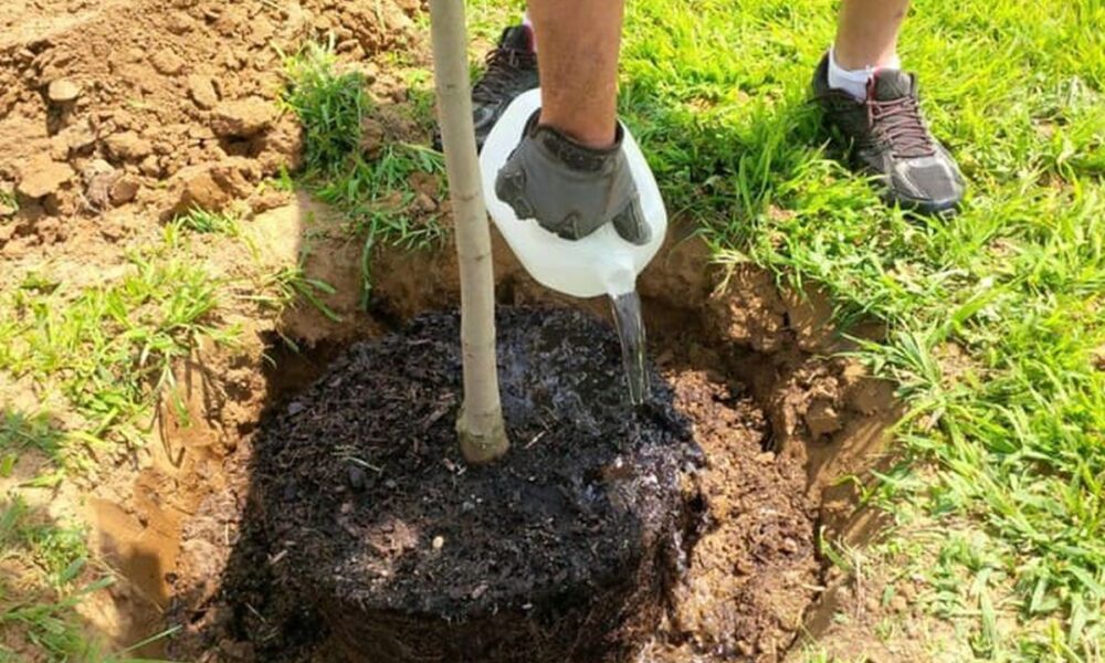 саженцы, весенняя подкормка, уход за саженцами