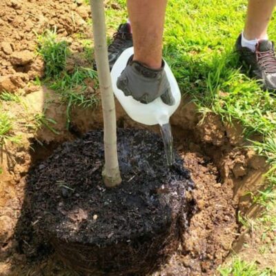 саженцы, весенняя подкормка, уход за саженцами