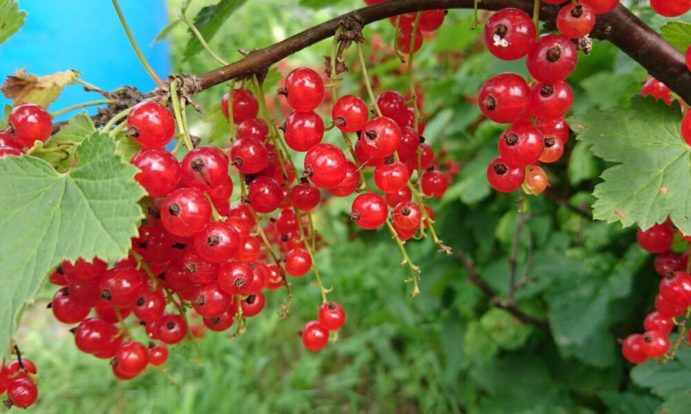 смородине, защита смородины, народные методы смородина