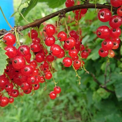смородине, защита смородины, народные методы смородина