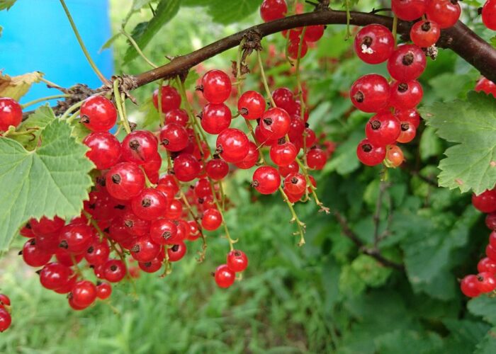 смородине, защита смородины, народные методы смородина