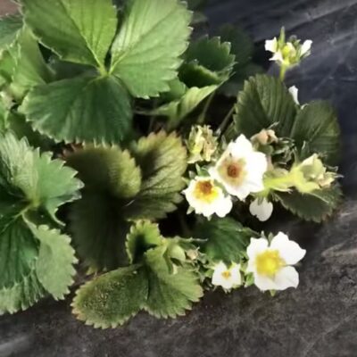 клубника, чернеют цветы клубники, спасти урожай клубники