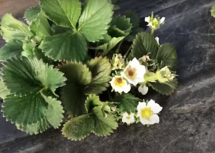 клубника, чернеют цветы клубники, спасти урожай клубники
