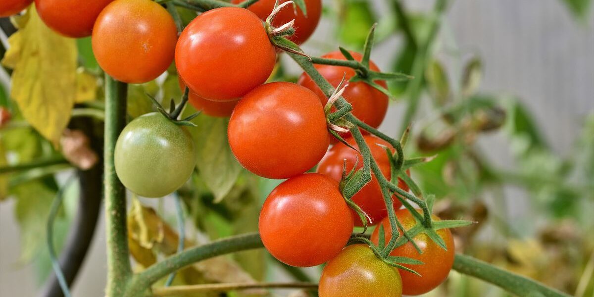Вершинная, вершинная гниль томаты, спасти урожай