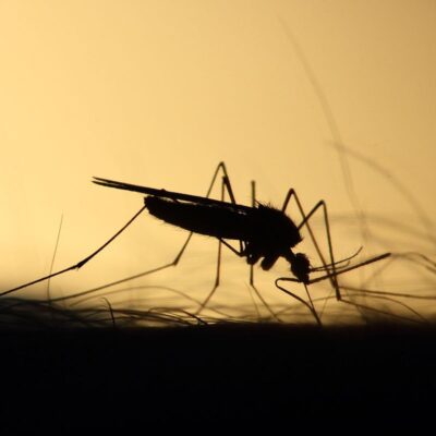 Средство, бюджетное средство от насекомых, избавиться от мух и комаров