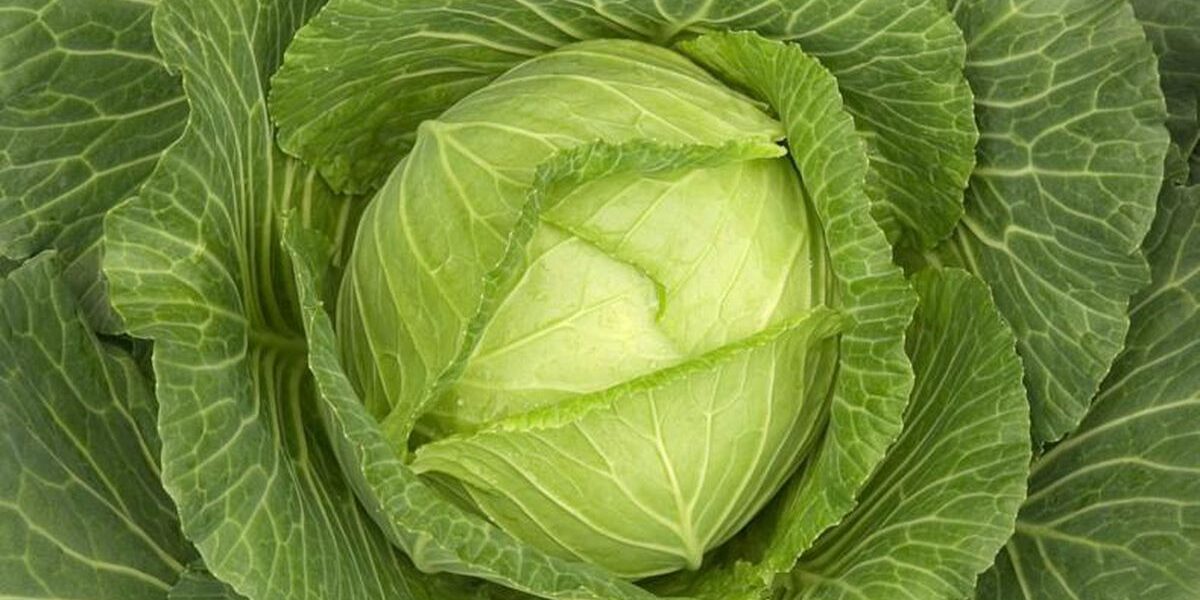 Капуста, уход за капустой, пышная капуста