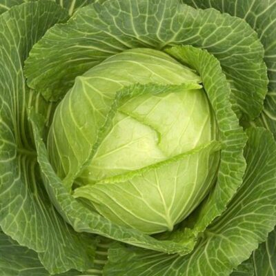 Капуста, уход за капустой, пышная капуста