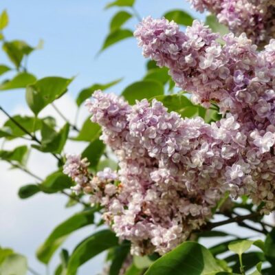 Сирень, живая изгородь сирень, уход за сиренью