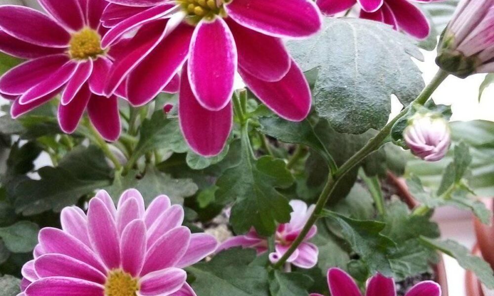 хризантема, комнатная хризантема уход, пышное цветение хризантемы