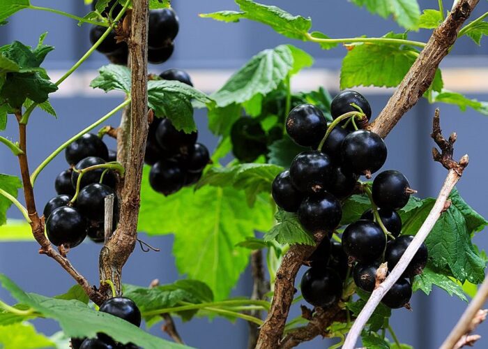 смородины, удобрение смородины ноябрь, пышный урожай смородины